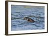 Juvenile European River Otter (Lutra Lutra) Fishing by Porpoising, River Tweed, Scotland, March-Campbell-Framed Photographic Print