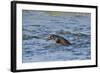 Juvenile European River Otter (Lutra Lutra) Fishing by Porpoising, River Tweed, Scotland, March-Campbell-Framed Photographic Print