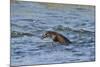 Juvenile European River Otter (Lutra Lutra) Fishing by Porpoising, River Tweed, Scotland, March-Campbell-Mounted Photographic Print