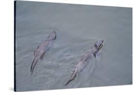 Juvenile European River Otters (Lutra Lutra) Fishing in River Tweed, Scotland, February 2009-Campbell-Stretched Canvas