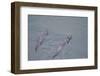 Juvenile European River Otters (Lutra Lutra) Fishing in River Tweed, Scotland, February 2009-Campbell-Framed Photographic Print