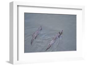 Juvenile European River Otters (Lutra Lutra) Fishing in River Tweed, Scotland, February 2009-Campbell-Framed Photographic Print