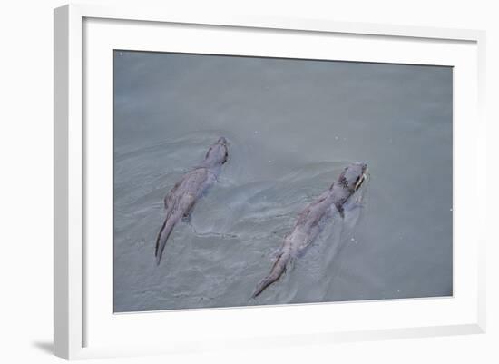 Juvenile European River Otters (Lutra Lutra) Fishing in River Tweed, Scotland, February 2009-Campbell-Framed Photographic Print