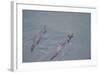 Juvenile European River Otters (Lutra Lutra) Fishing in River Tweed, Scotland, February 2009-Campbell-Framed Photographic Print