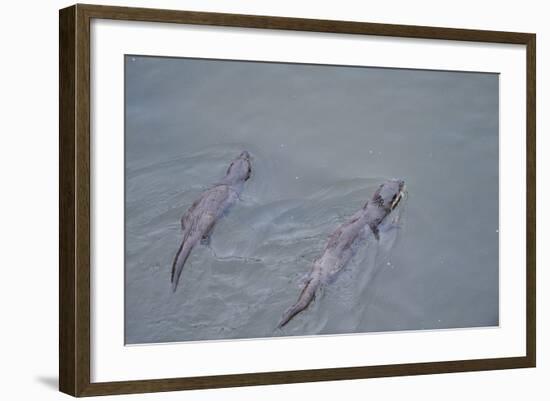 Juvenile European River Otters (Lutra Lutra) Fishing in River Tweed, Scotland, February 2009-Campbell-Framed Photographic Print