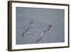 Juvenile European River Otters (Lutra Lutra) Fishing in River Tweed, Scotland, February 2009-Campbell-Framed Photographic Print