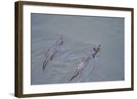 Juvenile European River Otters (Lutra Lutra) Fishing in River Tweed, Scotland, February 2009-Campbell-Framed Photographic Print