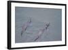 Juvenile European River Otters (Lutra Lutra) Fishing in River Tweed, Scotland, February 2009-Campbell-Framed Photographic Print