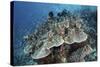 Juvenile Fish Swarm around a Coral Colony in Raja Ampat, Indonesia-Stocktrek Images-Stretched Canvas