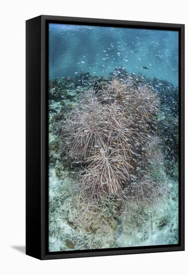 Juvenile Fish Swarm around a Coral Colony in Raja Ampat, Indonesia-Stocktrek Images-Framed Stretched Canvas