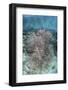Juvenile Fish Swarm around a Coral Colony in Raja Ampat, Indonesia-Stocktrek Images-Framed Photographic Print