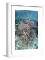 Juvenile Fish Swarm around a Coral Colony in Raja Ampat, Indonesia-Stocktrek Images-Framed Photographic Print