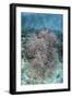 Juvenile Fish Swarm around a Coral Colony in Raja Ampat, Indonesia-Stocktrek Images-Framed Photographic Print