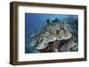 Juvenile Fish Swarm around a Coral Colony in Raja Ampat, Indonesia-Stocktrek Images-Framed Photographic Print