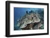 Juvenile Fish Swarm around a Coral Colony in Raja Ampat, Indonesia-Stocktrek Images-Framed Photographic Print