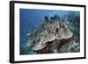 Juvenile Fish Swarm around a Coral Colony in Raja Ampat, Indonesia-Stocktrek Images-Framed Photographic Print