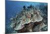 Juvenile Fish Swarm around a Coral Colony in Raja Ampat, Indonesia-Stocktrek Images-Mounted Photographic Print