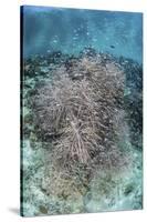 Juvenile Fish Swarm around a Coral Colony in Raja Ampat, Indonesia-Stocktrek Images-Stretched Canvas