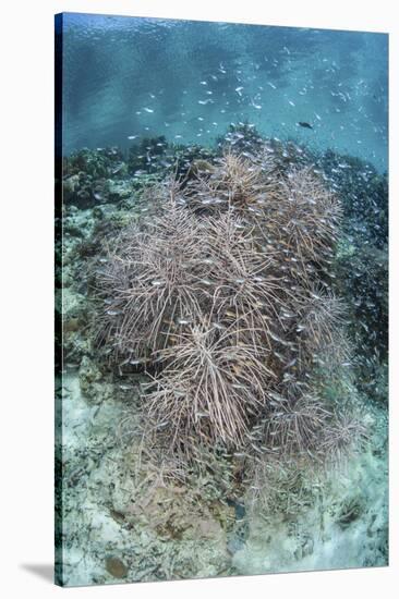 Juvenile Fish Swarm around a Coral Colony in Raja Ampat, Indonesia-Stocktrek Images-Stretched Canvas