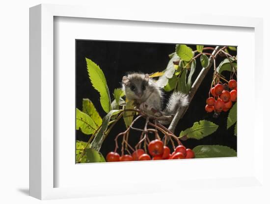 Juvenile Forest Dormouse (Dryomys Nitedula) on a Rowan Ash (Sorbus Aucuparia) Branch-Kerstin Hinze-Framed Photographic Print