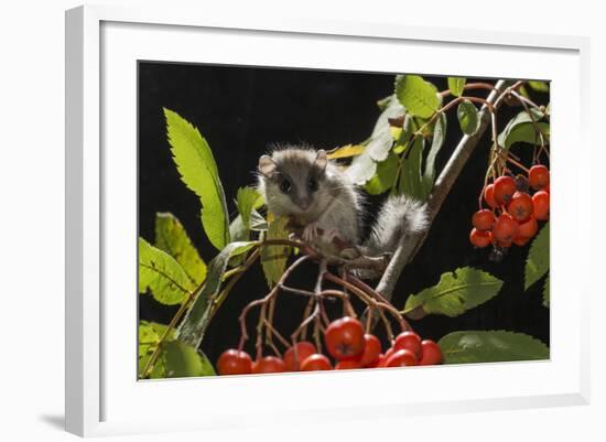 Juvenile Forest Dormouse (Dryomys Nitedula) on a Rowan Ash (Sorbus Aucuparia) Branch-Kerstin Hinze-Framed Photographic Print