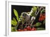 Juvenile Forest Dormouse (Dryomys Nitedula) on a Rowan Ash (Sorbus Aucuparia) Branch-Kerstin Hinze-Framed Photographic Print