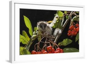 Juvenile Forest Dormouse (Dryomys Nitedula) on a Rowan Ash (Sorbus Aucuparia) Branch-Kerstin Hinze-Framed Photographic Print