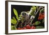 Juvenile Forest Dormouse (Dryomys Nitedula) on a Rowan Ash (Sorbus Aucuparia) Branch-Kerstin Hinze-Framed Photographic Print