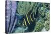 Juvenile French Angelfish-Hal Beral-Stretched Canvas