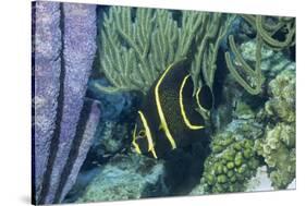 Juvenile French Angelfish-Hal Beral-Stretched Canvas