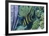 Juvenile French Angelfish-Hal Beral-Framed Photographic Print