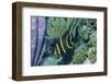 Juvenile French Angelfish-Hal Beral-Framed Photographic Print