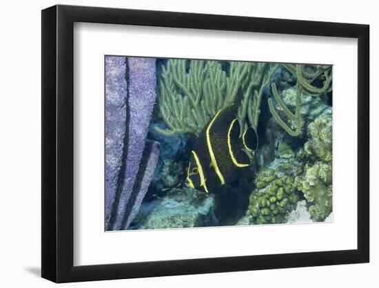 Juvenile French Angelfish-Hal Beral-Framed Photographic Print