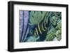 Juvenile French Angelfish-Hal Beral-Framed Photographic Print