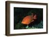 Juvenile Garabaldi-Hal Beral-Framed Photographic Print