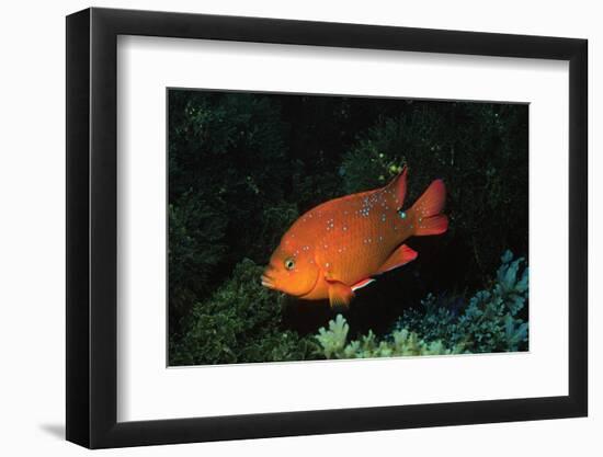 Juvenile Garabaldi-Hal Beral-Framed Photographic Print