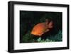 Juvenile Garabaldi-Hal Beral-Framed Photographic Print