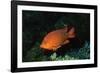 Juvenile Garabaldi-Hal Beral-Framed Photographic Print