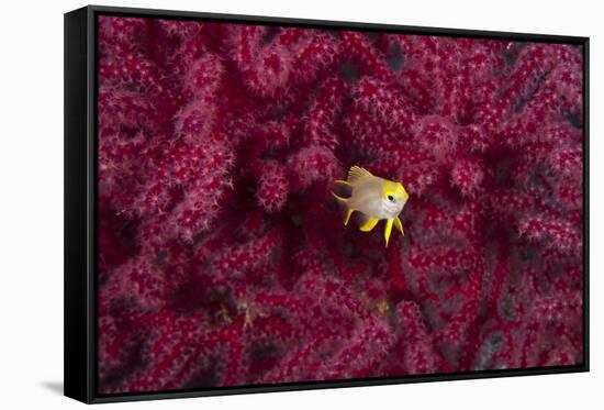 Juvenile Golden Damselfish-Matthew Oldfield-Framed Stretched Canvas