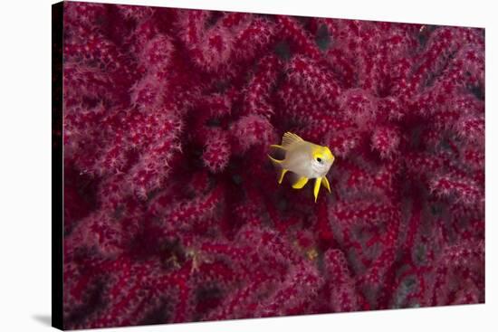 Juvenile Golden Damselfish-Matthew Oldfield-Stretched Canvas