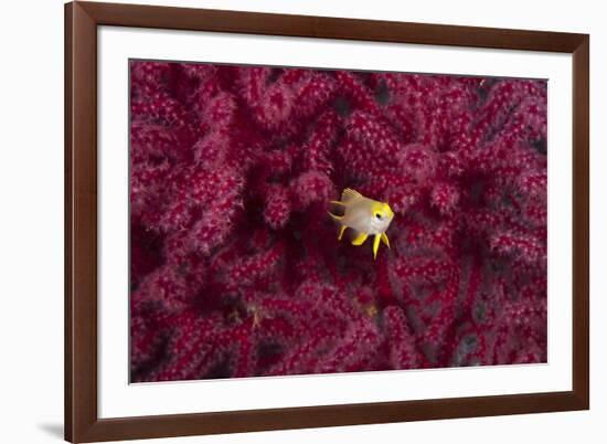 Juvenile Golden Damselfish-Matthew Oldfield-Framed Photographic Print