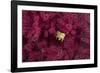 Juvenile Golden Damselfish-Matthew Oldfield-Framed Photographic Print