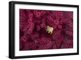 Juvenile Golden Damselfish-Matthew Oldfield-Framed Photographic Print