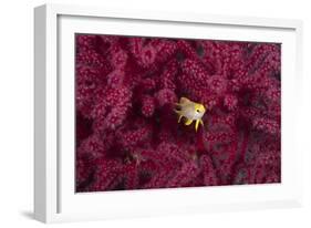 Juvenile Golden Damselfish-Matthew Oldfield-Framed Photographic Print