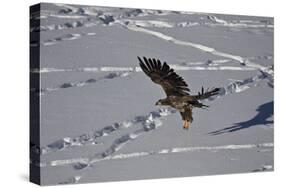 Juvenile Golden Eagle (Aquila Chrysaetos) in Flight over Snow in the Winter-James Hager-Stretched Canvas