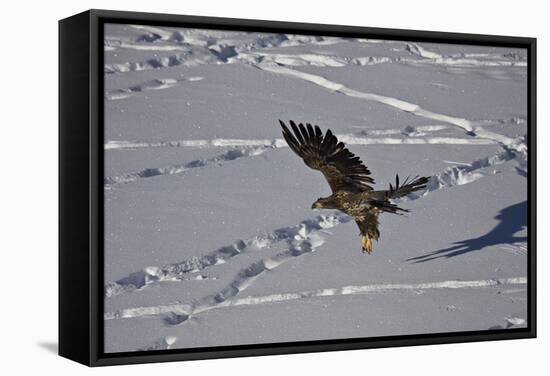 Juvenile Golden Eagle (Aquila Chrysaetos) in Flight over Snow in the Winter-James Hager-Framed Stretched Canvas