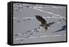 Juvenile Golden Eagle (Aquila Chrysaetos) in Flight over Snow in the Winter-James Hager-Framed Stretched Canvas