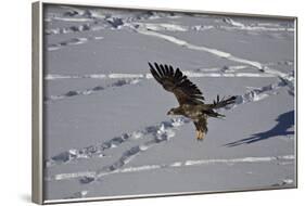 Juvenile Golden Eagle (Aquila Chrysaetos) in Flight over Snow in the Winter-James Hager-Framed Photographic Print