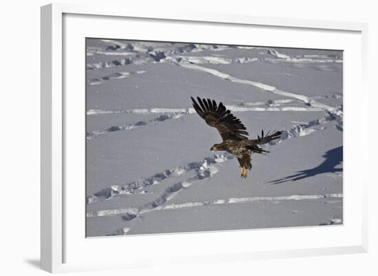 Juvenile Golden Eagle (Aquila Chrysaetos) in Flight over Snow in the Winter-James Hager-Framed Photographic Print