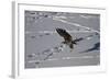 Juvenile Golden Eagle (Aquila Chrysaetos) in Flight over Snow in the Winter-James Hager-Framed Photographic Print